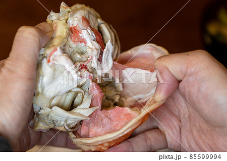 松葉ガニを食べようと殻をむいているところ 松葉ガニを食べようと殻をむいているところ 85699994
