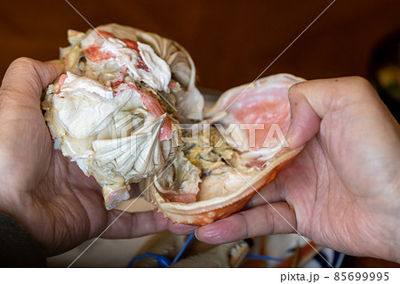 松葉ガニを食べようと殻をむいているところ 松葉ガニを食べようと殻をむいているところ 85699995