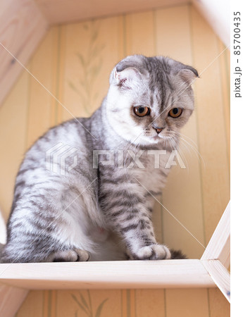 gray striped scottish fold kitten on windowsill 85700435