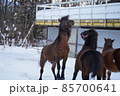 冬の木曽馬 85700641