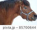 冬の木曽馬 85700644