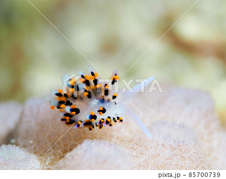 ハナビモウモウシ ハナビモウモウシ 85700739