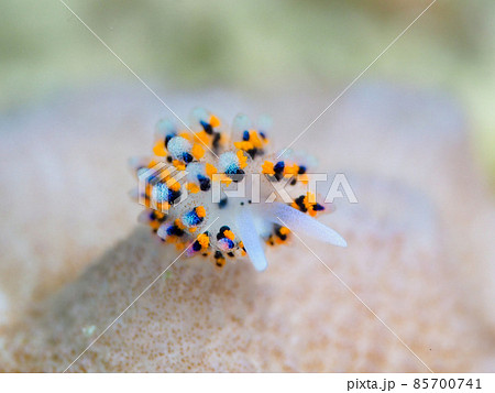 ハナビモウモウシ 85700741