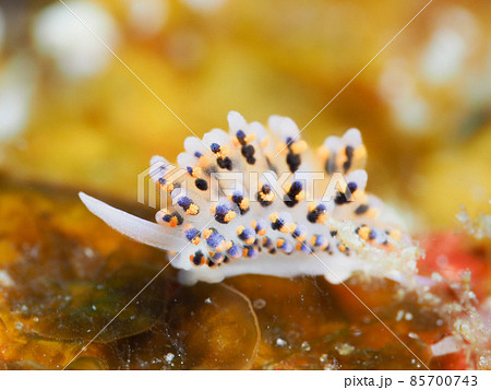 ハナビモウモウシ ハナビモウモウシ 85700743