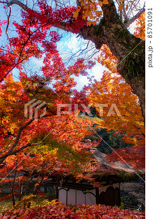 鳶魚閣と紅葉　和歌山城西の丸庭園　和歌山県和歌山市 85701091
