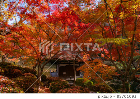 鳶魚閣と紅葉　和歌山城西の丸庭園　和歌山県和歌山市 85701093