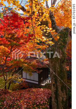 鳶魚閣と紅葉　和歌山城西の丸庭園　和歌山県和歌山市 85701095