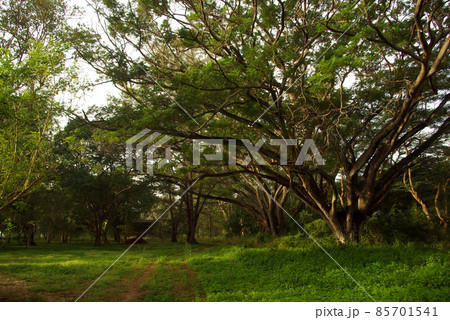 Shade of Rain-tree canopy Big tree in the forest 85701541