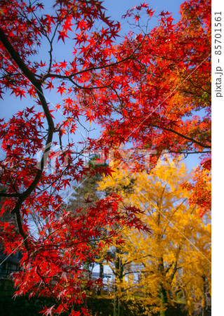 和歌山城公園三年坂付近の紅葉　和歌山県和歌山市 85701561