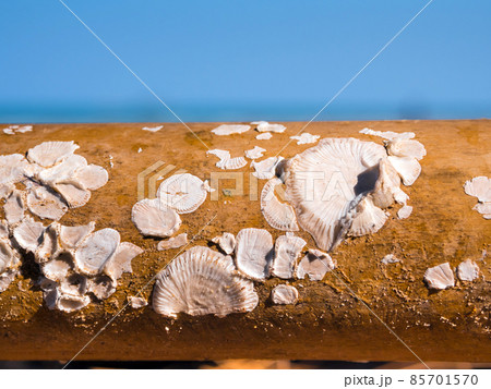 Dried barnacle shell on surface of dried wood 85701570