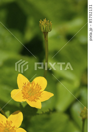 Marsh Marigold Marsh Marigold 85702131
