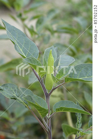 Thorn apple Inka Thorn apple Inka 85702152