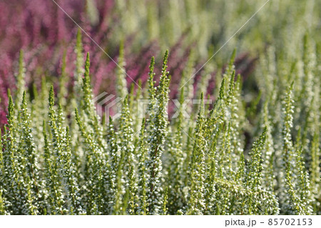 Common heather 85702153