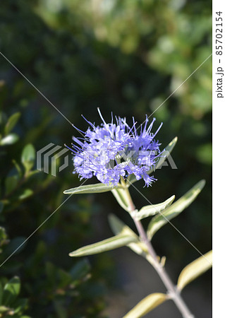 Bluebeard 85702154