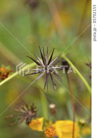 Sulfur cosmos 85702155