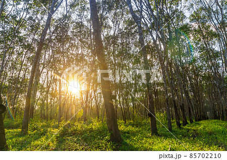 Rubber tree, Latex rubber 85702210