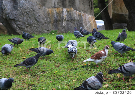 鳩 鳥 新しい 85702426