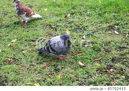 鳩 新しい 鳥 85702433