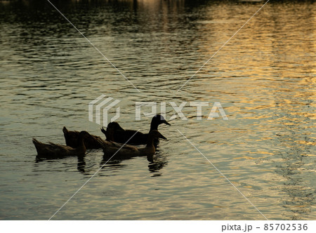 swimming duck swimming duck 85702536