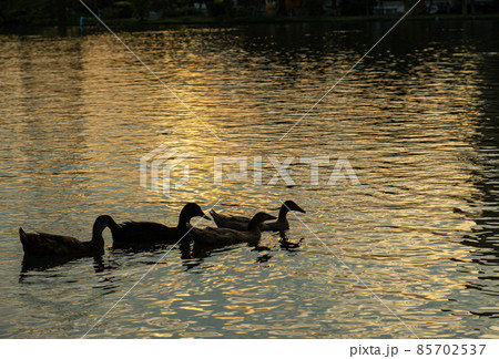 swimming duck swimming duck 85702537