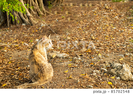The brown cat The brown cat 85702548