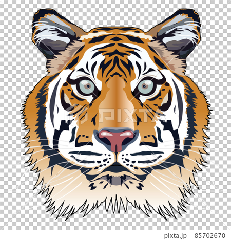 トラ　正面顔イラスト 85702670