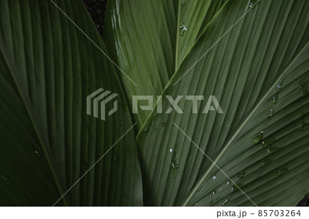 Top view leaf background.Green leaves color tone dark in the morning.Tropical Plant in Thailanad,environment,good air.photo concept nature and plant. 85703264