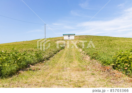 礼文島の風景 礼文島の風景 85703366