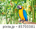 Large parrot macaw with yellow and blue feathers in the wild. Close-up. 85703381