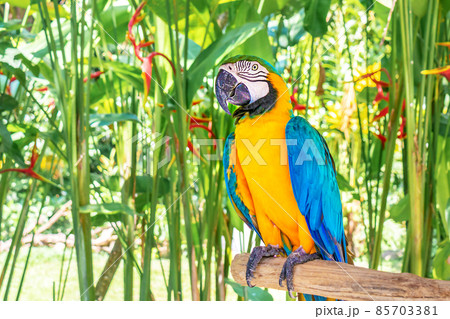 Large parrot macaw with yellow and blue feathers in the wild. Close-up. 85703381