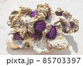 Purple sea urchins on coral on the shores of the Indian Ocean, Mauritius. Wildlife, marine life. 85703397