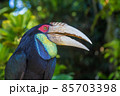 Portrait of a large hornbill. Close up in the wild. A colorful tropical bird native to Asia, Malaysian. 85703398