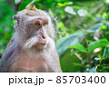 Portrait of a wild monkey on a background of a green forest. A wild and free animal in Asia. 85703400