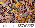 Fallen oak leaves in autumn 85703552