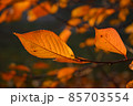Bright autumn red leaves in sunlight 85703554