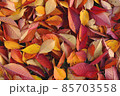 Background of autumn red and yellow leaves 85703558