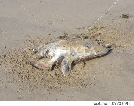 海亀の死骸 85703695