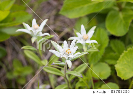 礼文島の風景 礼文島の風景 85705236