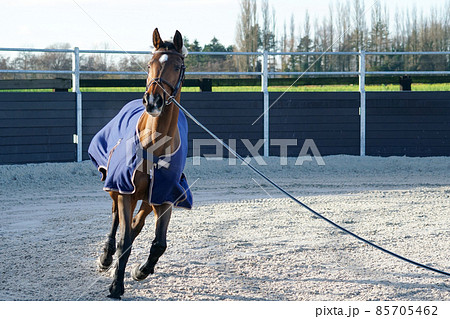 prancing horse in the lunging arena (調馬索) prancing horse in the lunging arena (調馬索) 85705462