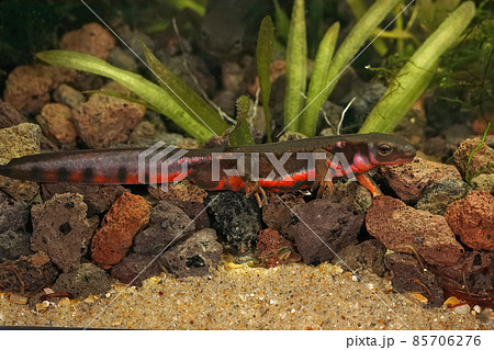 Closeup of a colorful aquatic, male Japanese firebellied newt, Cynops pyrrhogaster in breeding colors, underwater 85706276