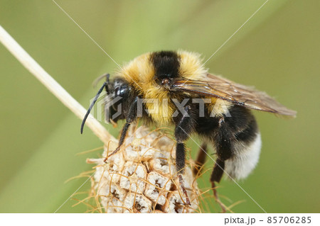 Closeup of a queen large garden or ruderal bumblebee bumblebee , Bombus ruderatus in Gard, France Closeup of a queen large garden or ruderal bumblebee bumblebee , Bombus ruderatus in Gard, France 85706285
