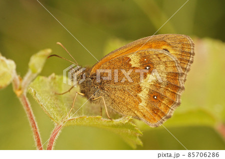 Closeup of a hedge brown Gatekeeper butterfly, Pyronia tithonus sitting on a green leaf with closed wings Closeup of a hedge brown Gatekeeper butterfly, Pyronia tithonus sitting on a green leaf with closed wings 85706286