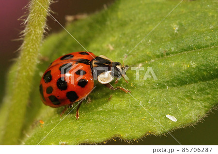 Closeup on a brilliant red Asian multicolored ladybird, Harmonia axiridis in green vegetation Closeup on a brilliant red Asian multicolored ladybird, Harmonia axiridis in green vegetation 85706287