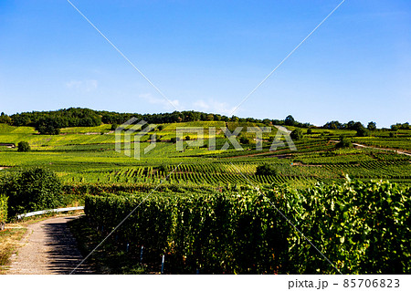 Vineyards on the wine road, Alsace, France 85706823