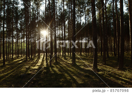 Pine forest at sunset with beautiful tree shadows on green moss 85707098