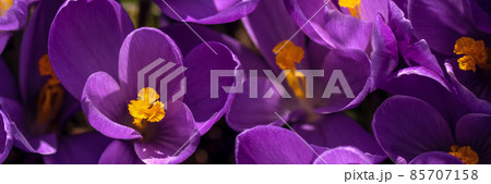 First spring purple crocus flowers. 85707158