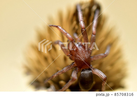 Close-up shot of a Tegenaria spider sitting on a dry flower. Close-up shot of a Tegenaria spider sitting on a dry flower. 85708316