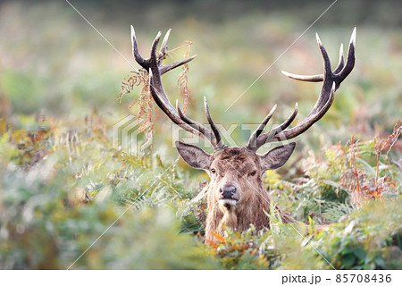 Portrait of a red deer stag in autumn Portrait of a red deer stag in autumn 85708436