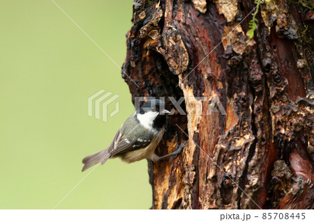 Close up of a coal tit perched near a tree hole 85708445