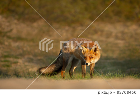Close up of a Red fox in natural habitat Close up of a Red fox in natural habitat 85708450